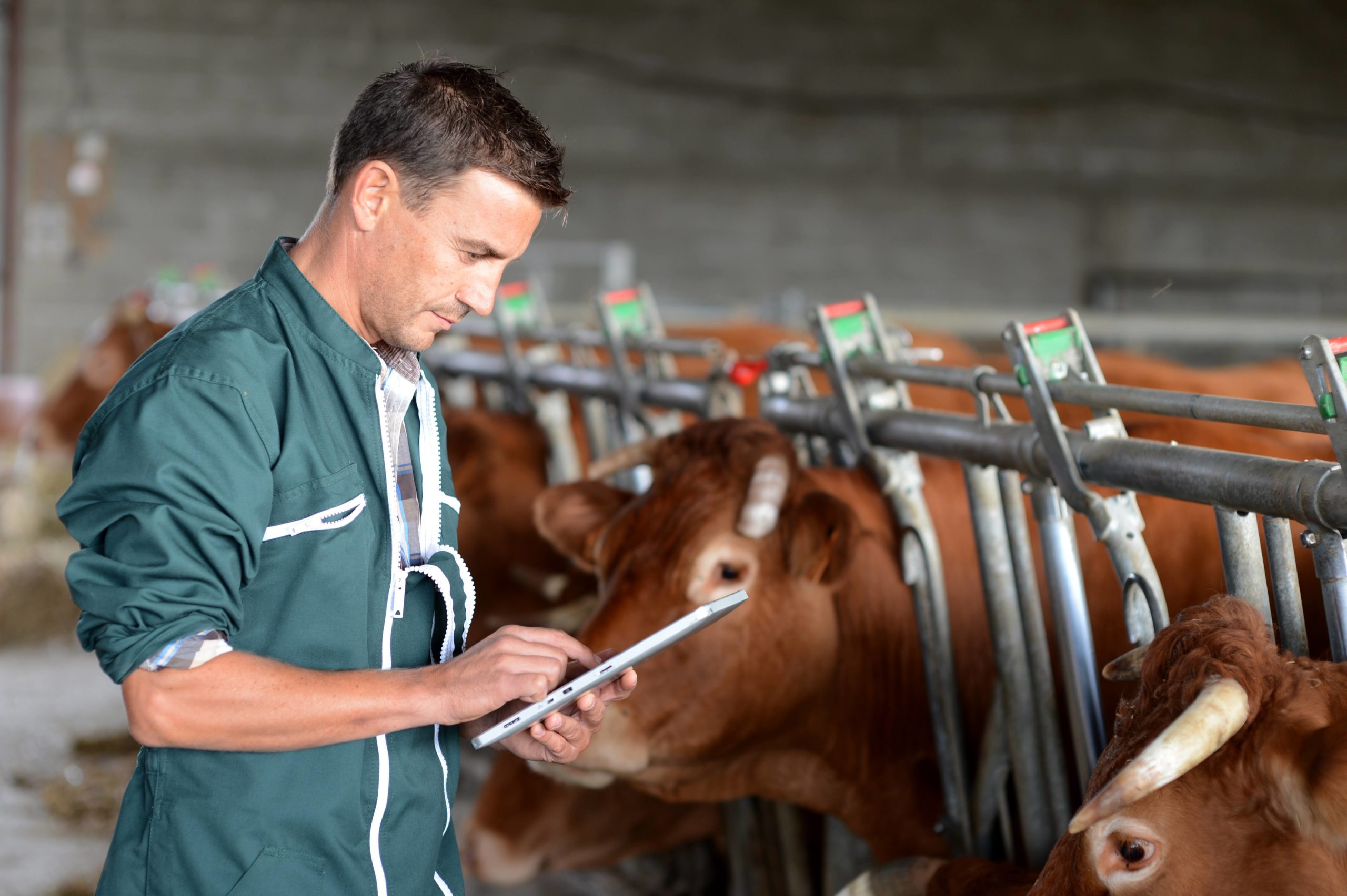 Cow,Breeder,Using,Touchpad,Inside,The,Barn