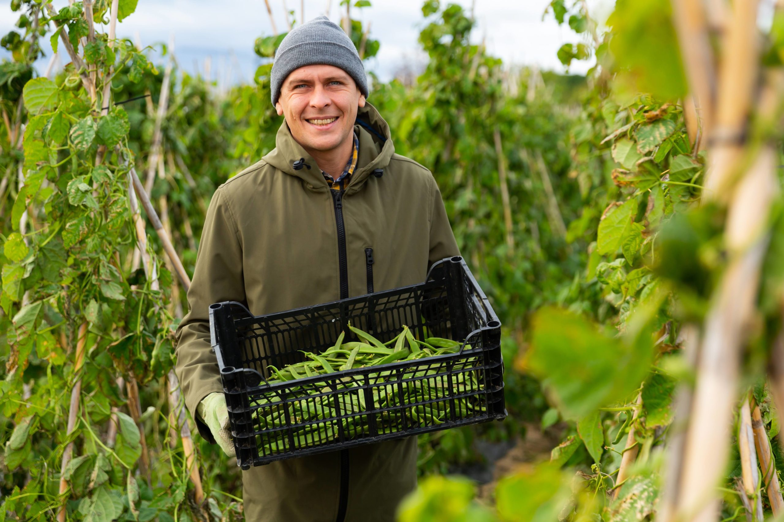 European,Man,Farmer,Standing,With,Crate,Full,Of,Haricot,Verts